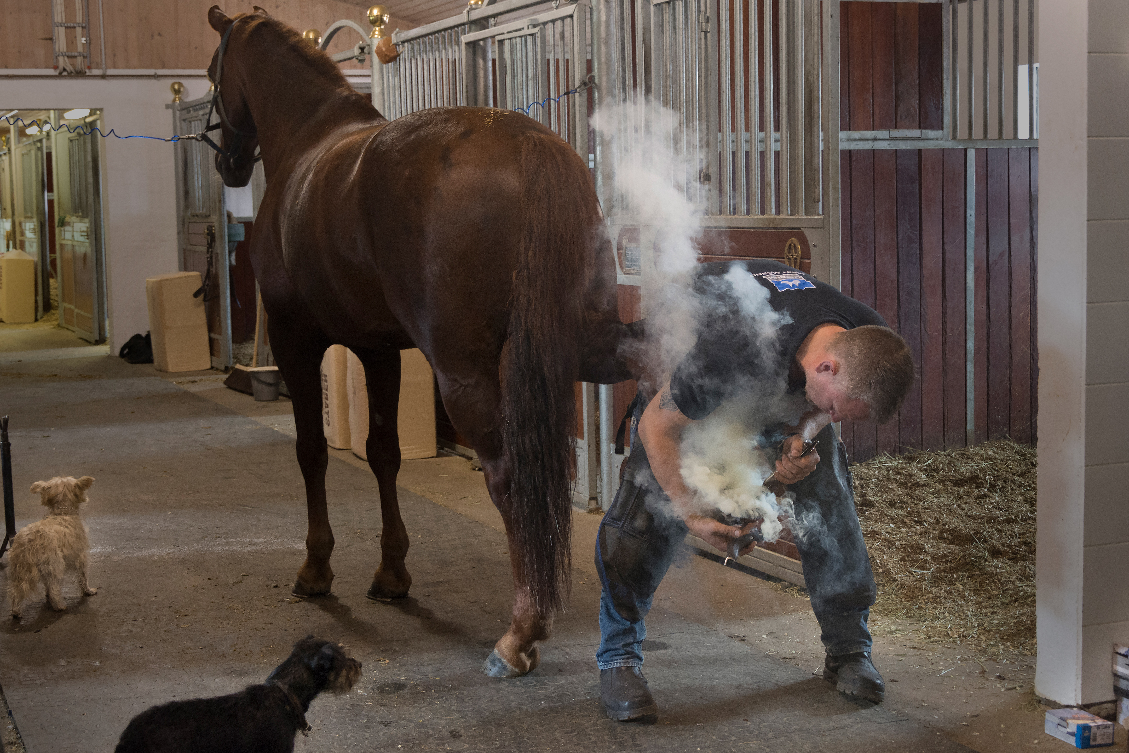 Norwegian farrier Aksel Vibe shoeing a horse in a stable