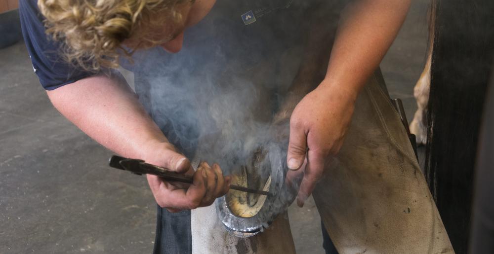 The German farrier Christoph Schweppe fitting a horseshoe