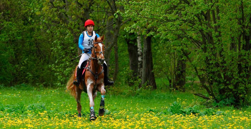 Rider in an Endurance race