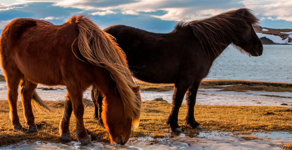 Two typical Icelandic horses