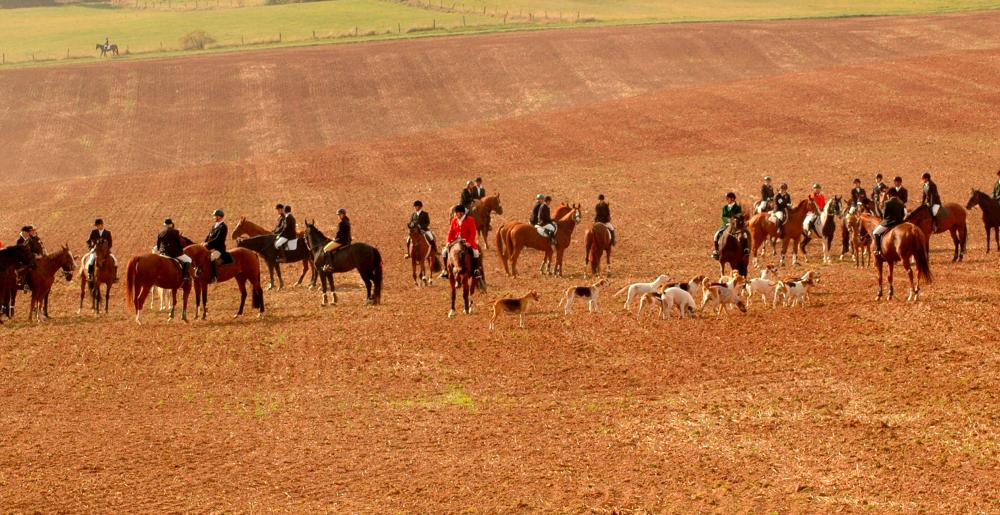 Un grupo de caballos de caza con perros