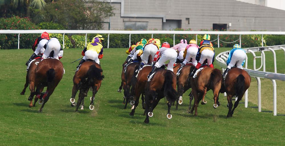 The entire field of competitors seen at the back in a Flat racing contest