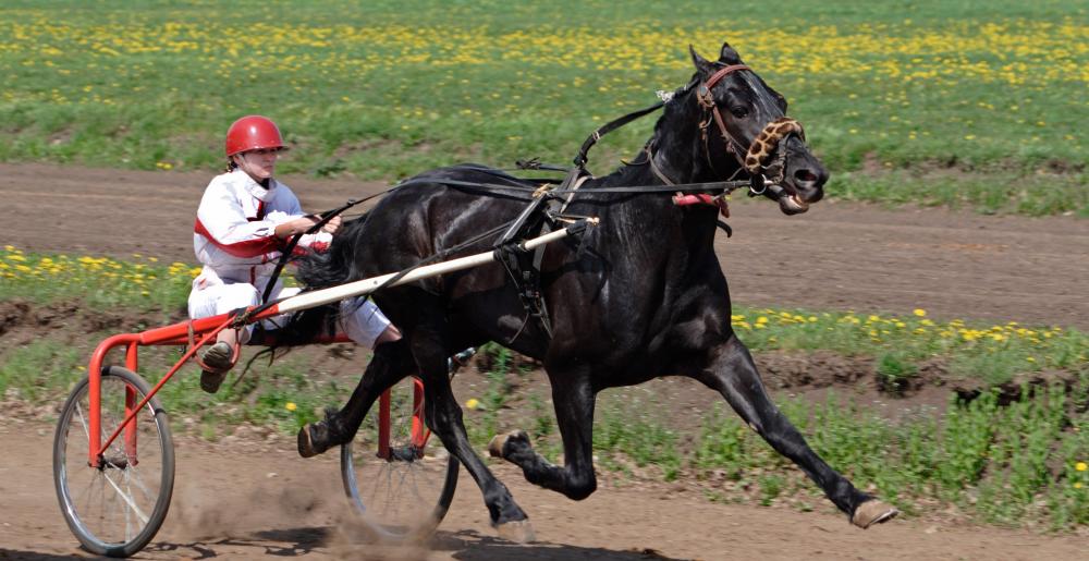 Un caballo de trote a toda velocidad