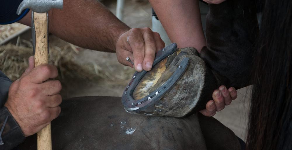 The German farrier Christoph Müller driving a nail in a hoof