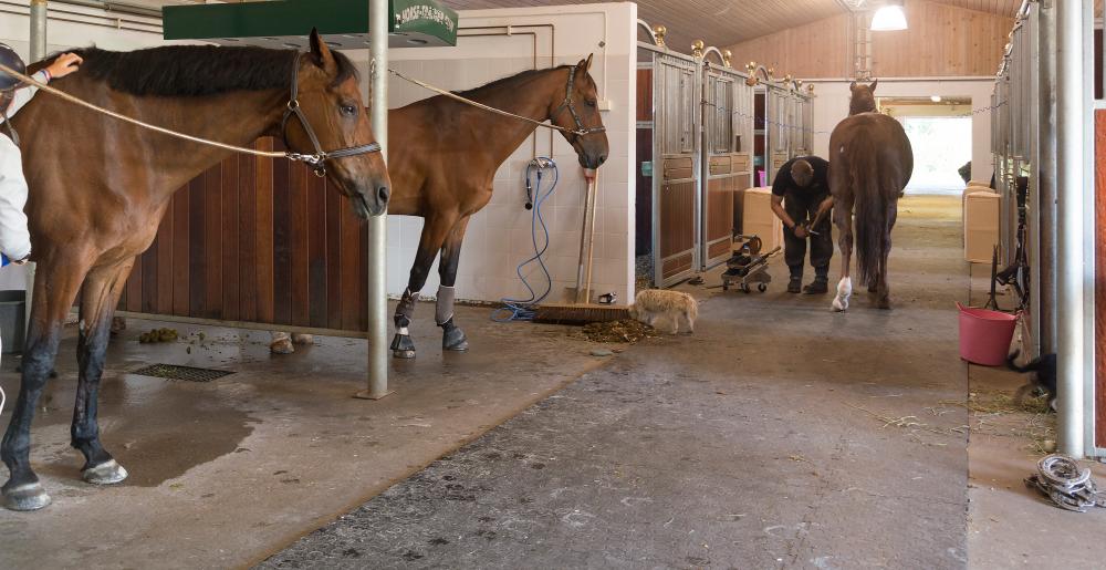 The Norwegian farrier Aksel Vibe shoeing a horse in a stable