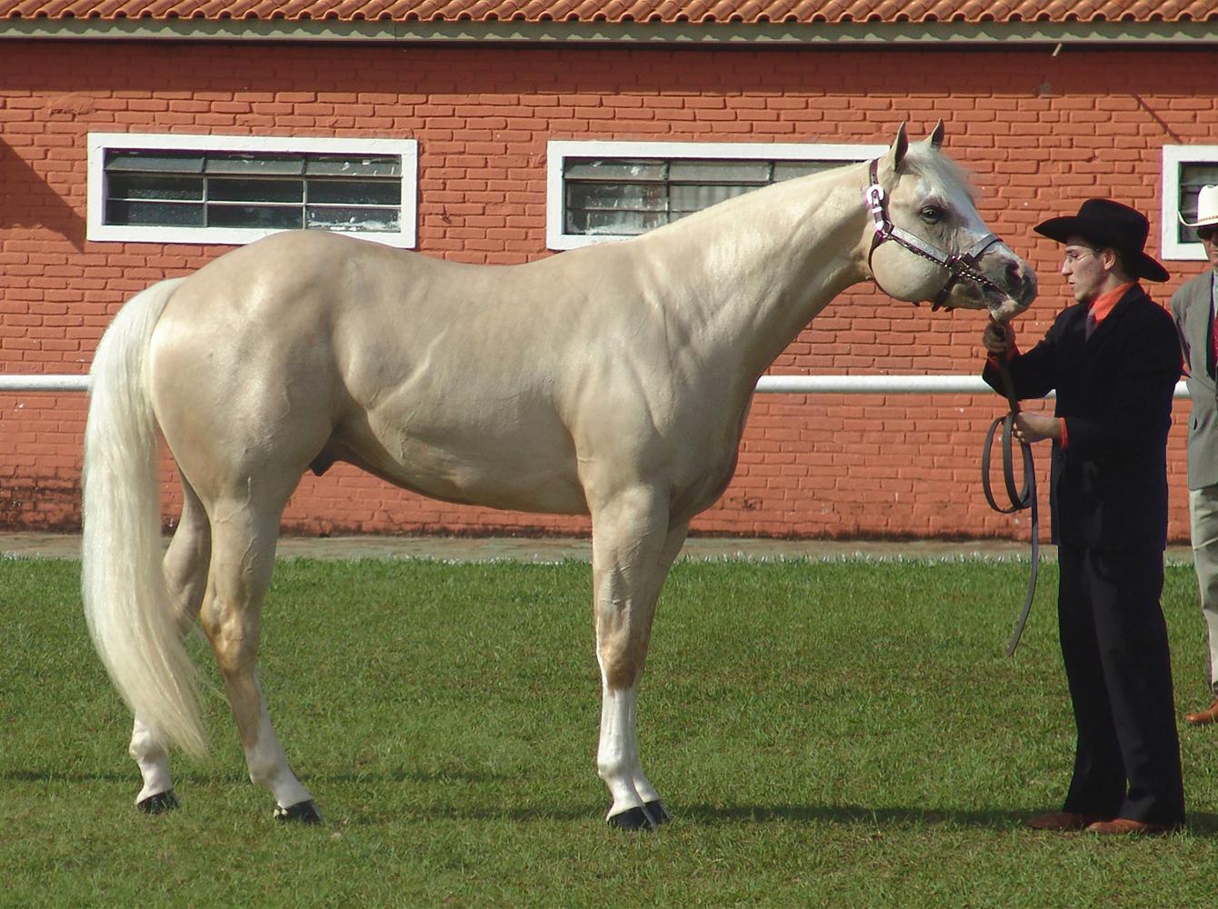 Un caballo en un evento de Halter