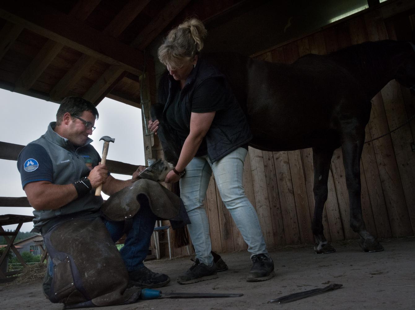 The German farrier Christoph Müller driving a nail in a hoof