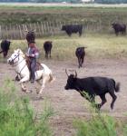 Camargue equitation