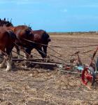 Draft horses