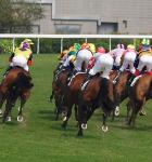 The entire field of competitors seen at the back in a Flat racing contest