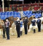 A Horse showmanship contest