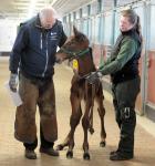 The Swedish farrier Jörgen Nordqvist examining a foal in a stable