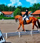 Outdoors dressage in Koleda, Czech Republic