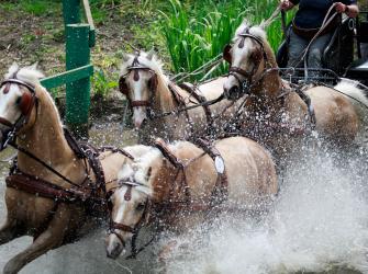 Un equipo de 4 caballos en una competencia de acarreo combinado con carroza